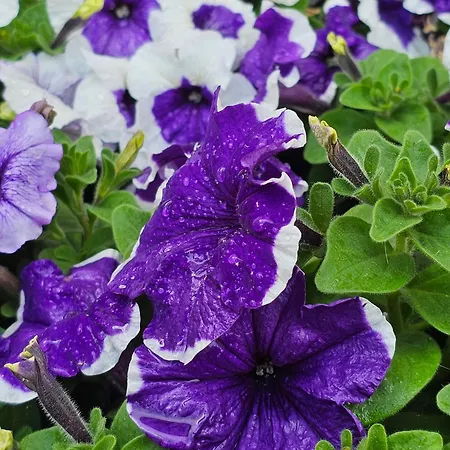 Diamond Sarafovo By Kp - Luxury Collection, 6 Daire