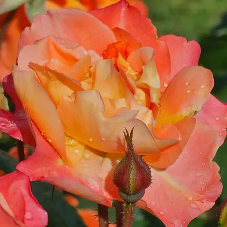 Diamond Sarafovo By Kp - Luxury Collection, 6 Burgas Stad