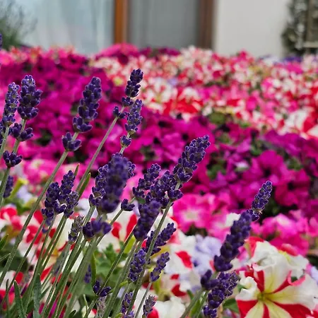 Diamond Sarafovo By Kp - Luxury Collection, 6