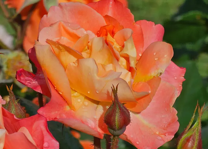 Diamond Sarafovo By Kp - Luxury Collection, 6 Бургас